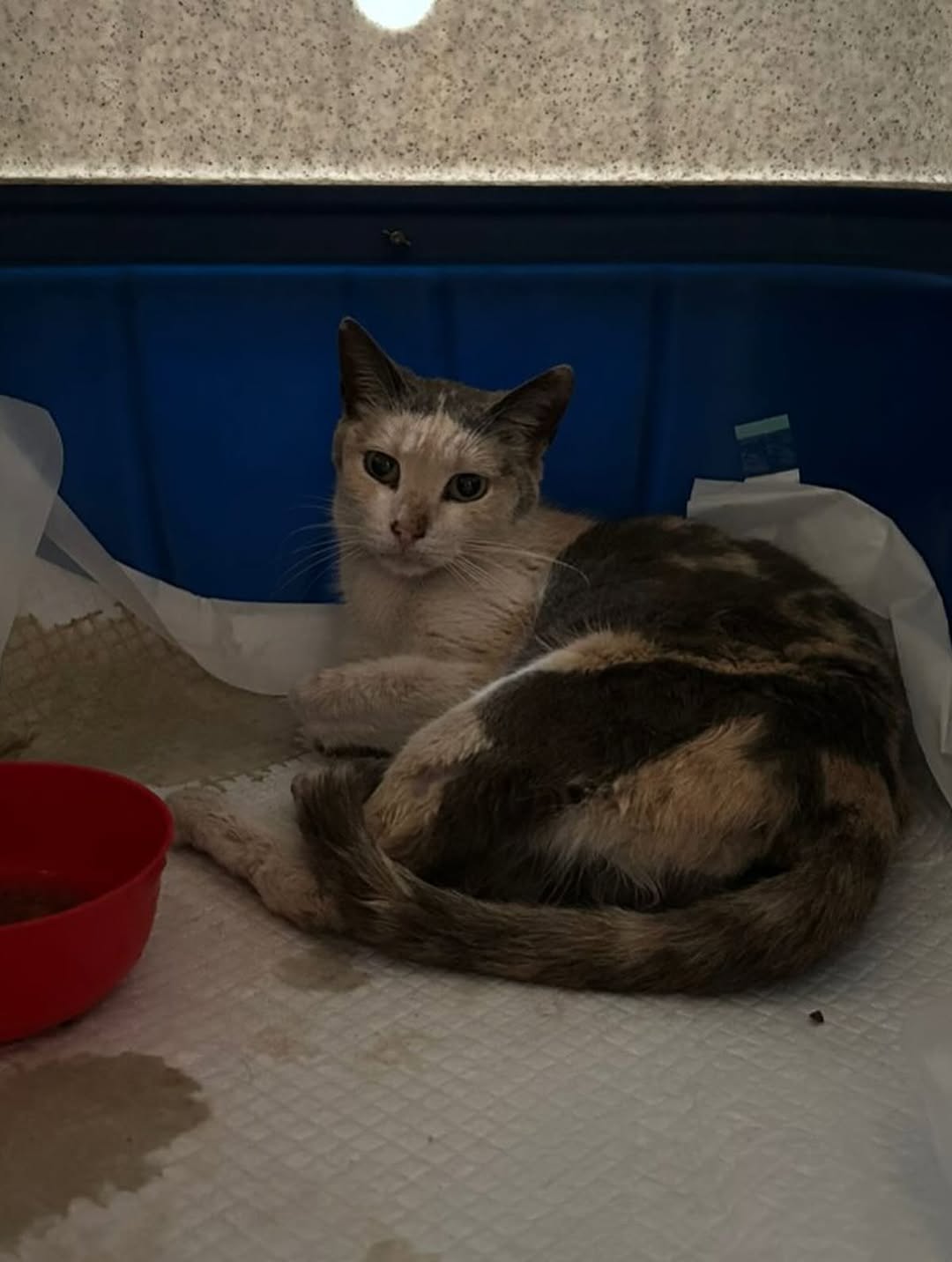 ​Gata atropelada é encontrada dentro de lata de lixo próximo à UPA em São João del-Rei