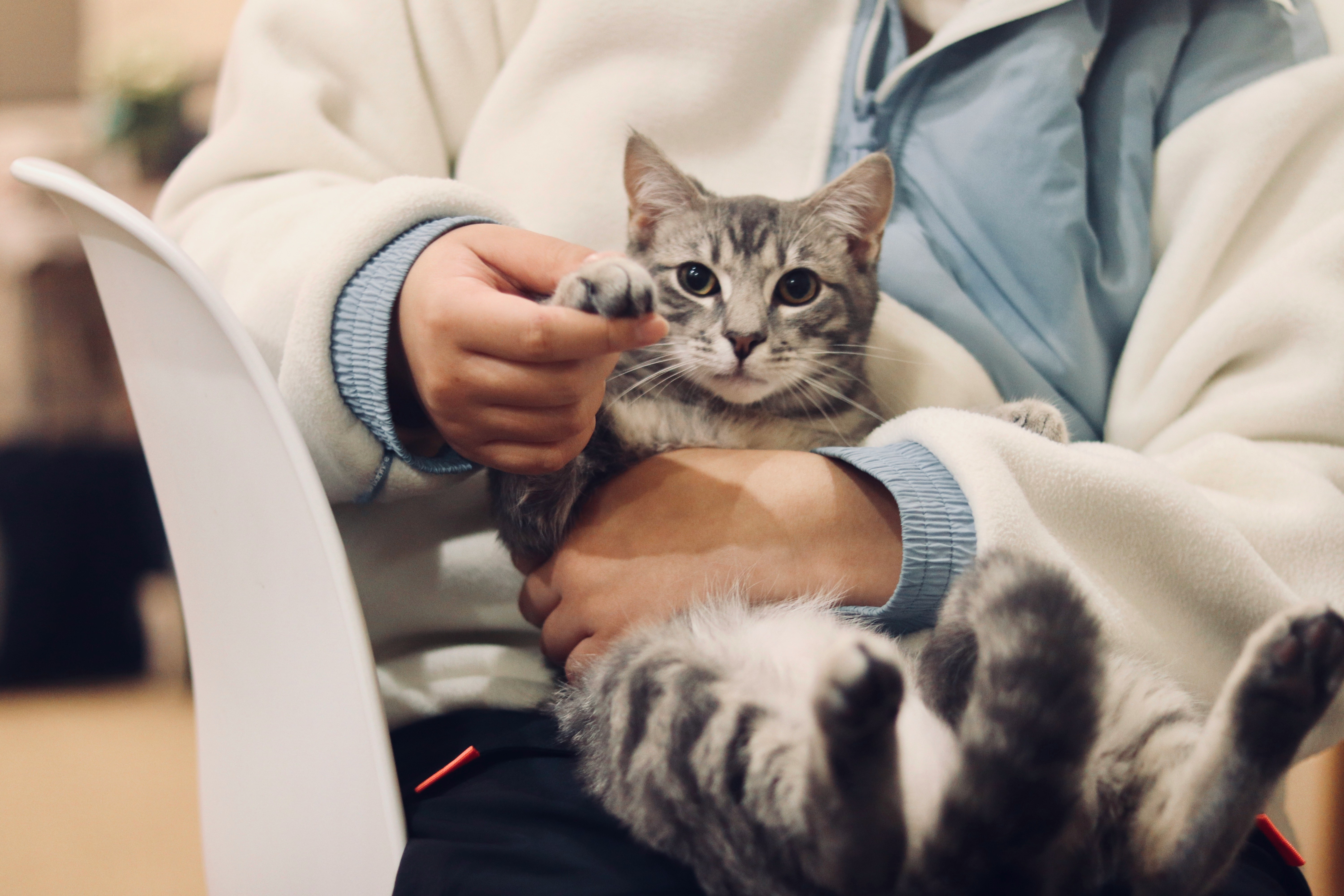 Tiradentes inicia vacinação antirrábica de cães e gatos nesta segunda-feira (17)