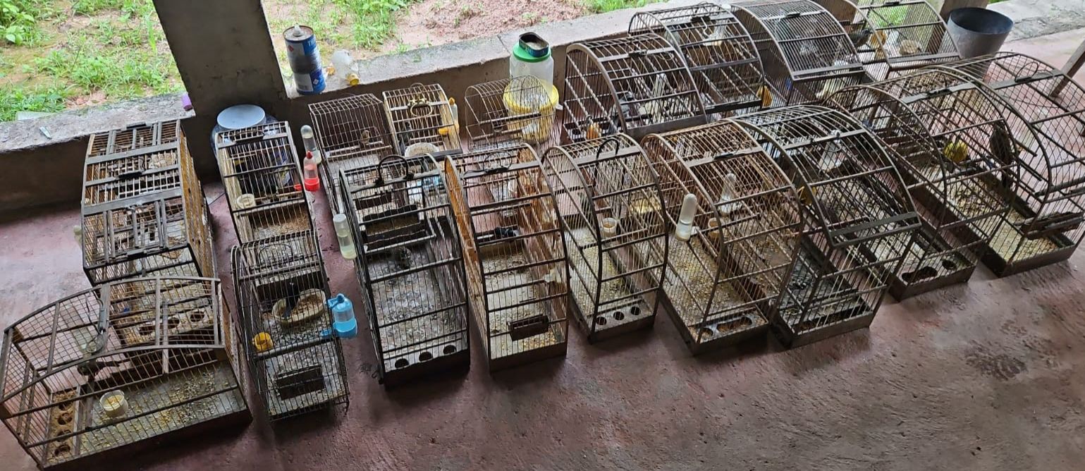 ​Operação desmantela esquema de tráfico de animais silvestres e prende três suspeitos