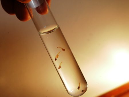 ​São João del-Rei registra alto risco de infestação do Aedes aegypti no primeiro LIRAa do ano