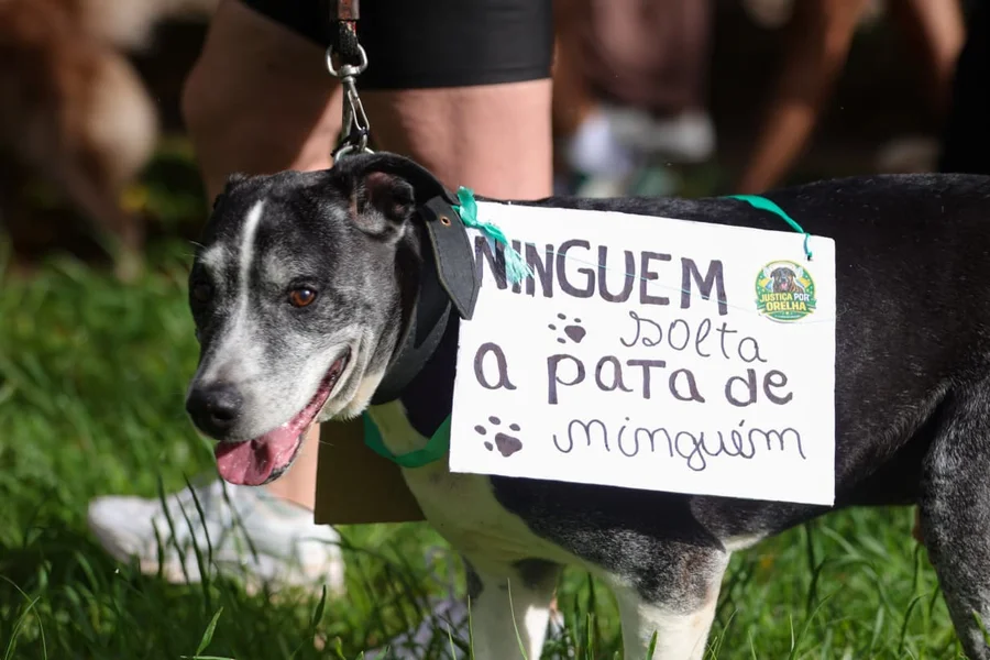 ​Cãominhada será realizada no feriado de 1º de maio em São João del-Rei
