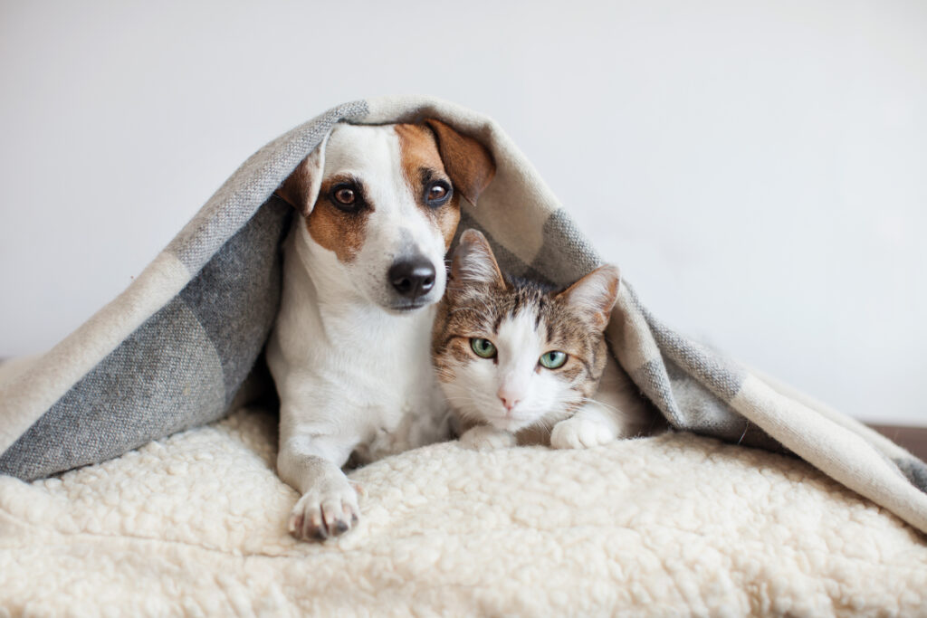 ​ProcAstra realiza castração gratuita de cães e gatos em cidades da região
