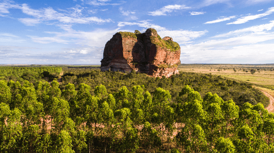 ​Pesquisadores da UFSJ publicam artigo na Nature Conservation sobre o Cerrado
