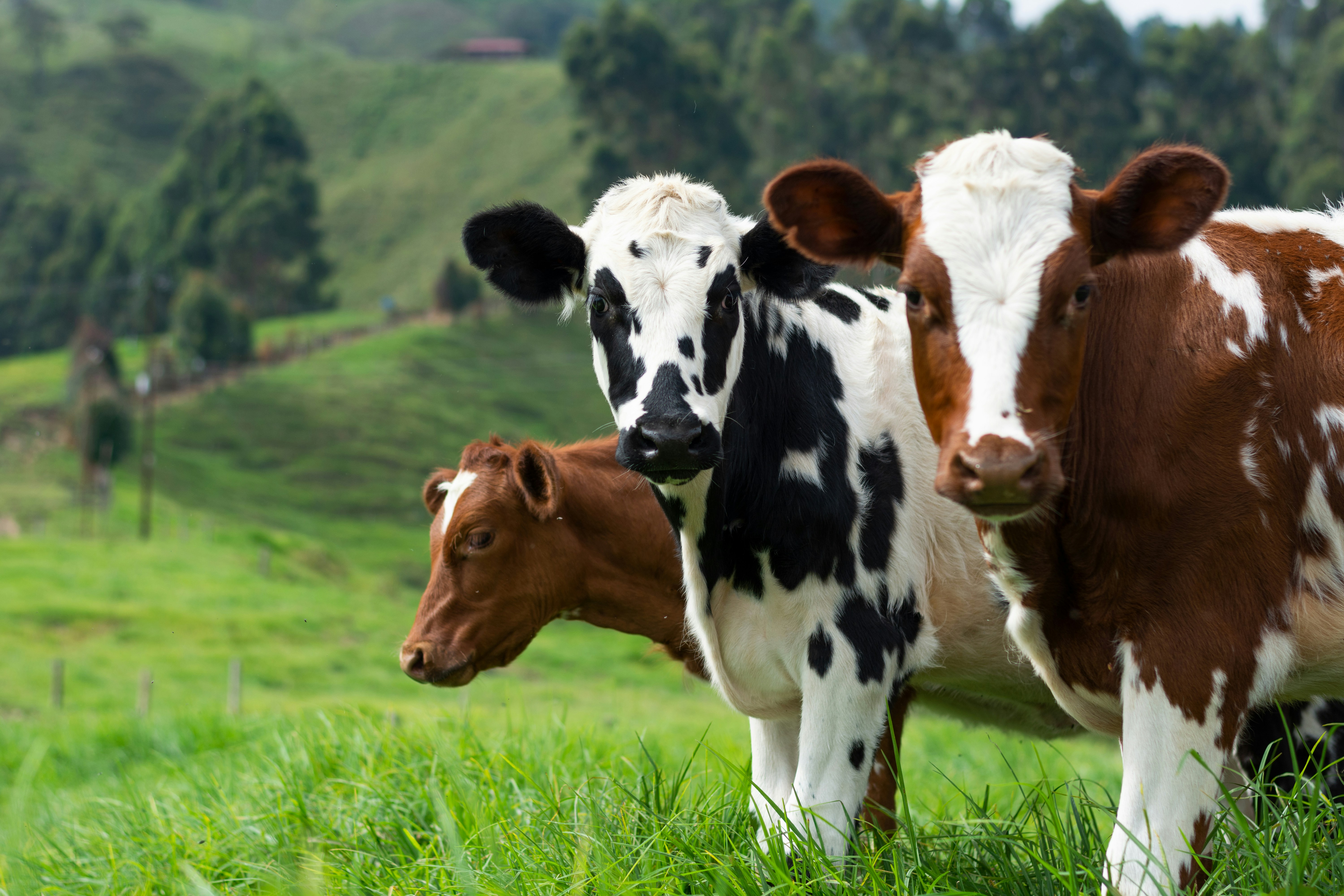 Curso de Nutrição Bovina é oferecido gratuitamente em São Tiago
