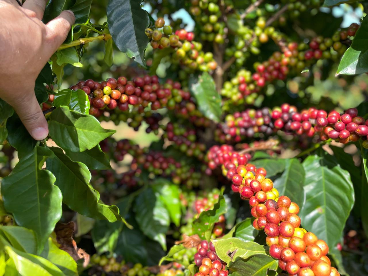 ​BDMG abre vagas para capacitação gratuita em agricultura regenerativa