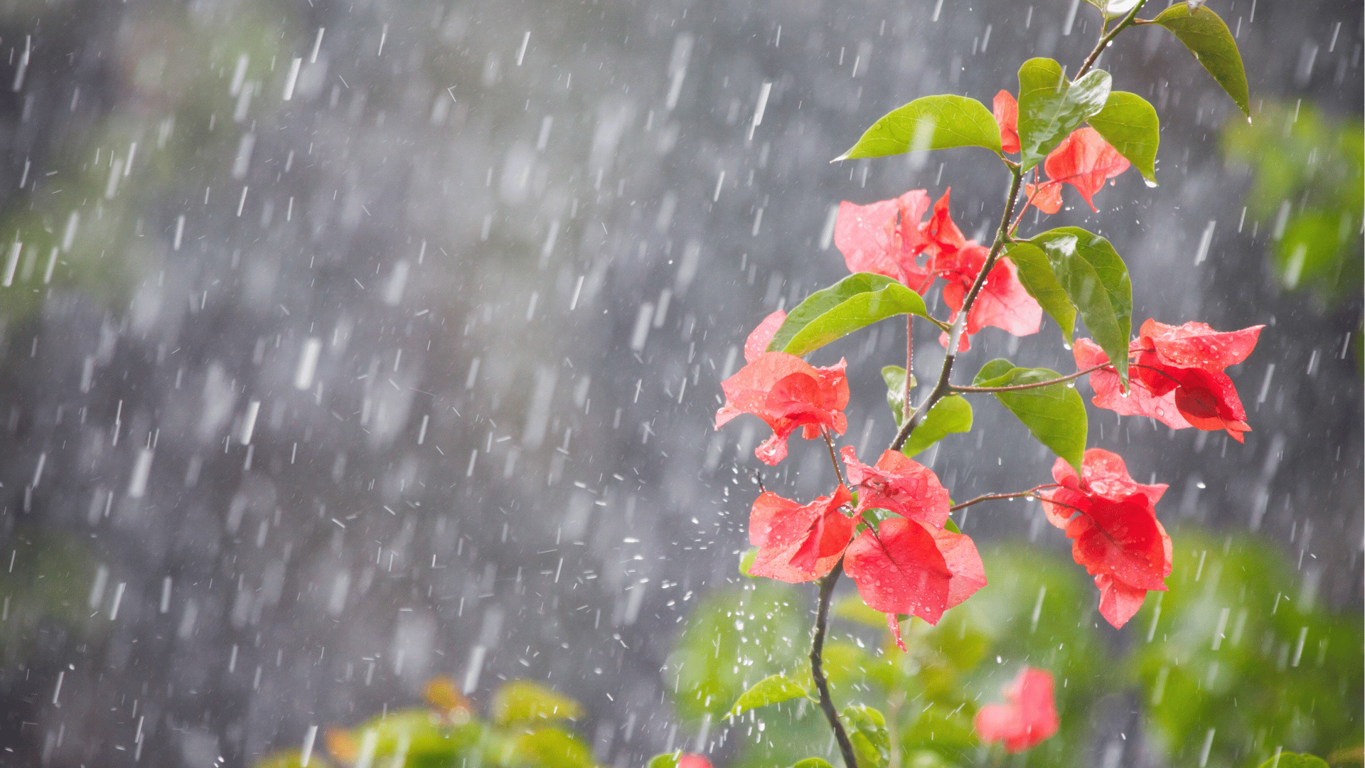 ​Primavera começa nesta terça com previsão de mais chuva no centro-sul de Minas e temperaturas acima da média