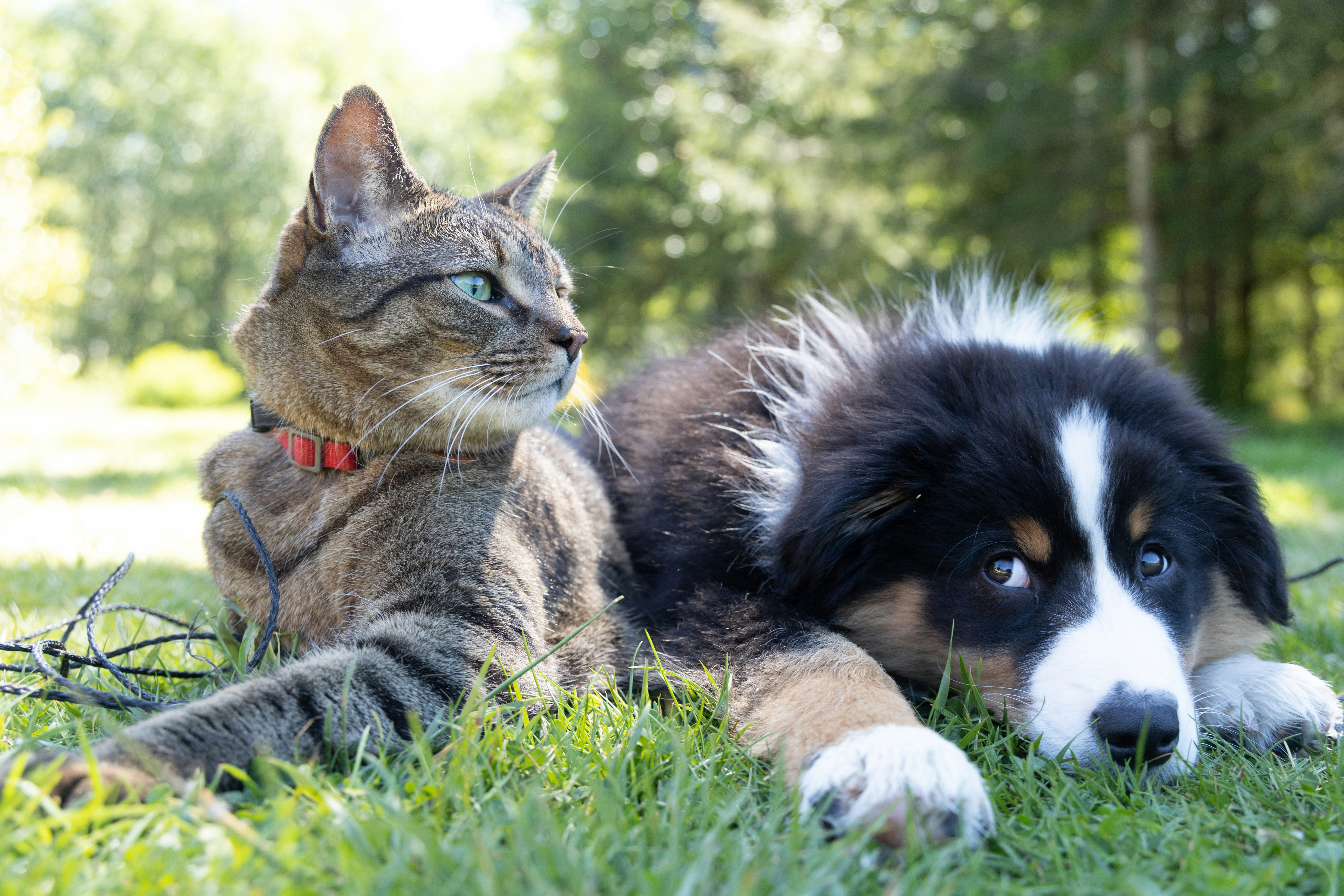 Tiradentes abre inscrições para nova ação de castração de cães e gatos